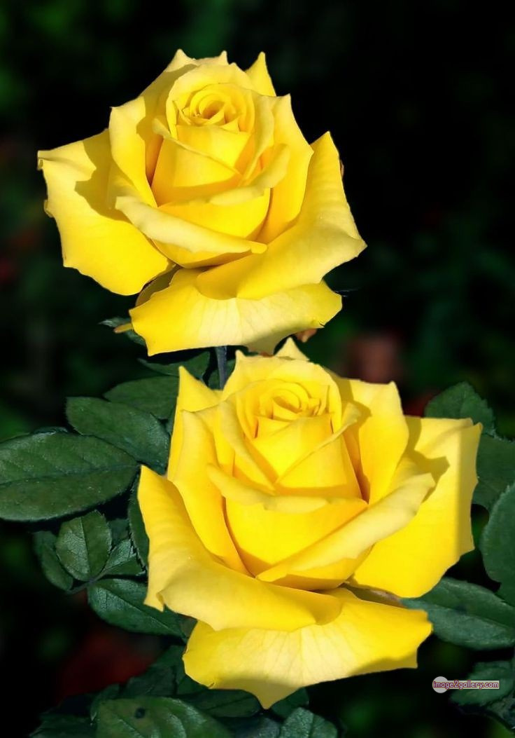 3300+ Beautiful Rose Flowers Image | Rose Flower HD Pic Download | 1115 yellow rose bouquets -(15)