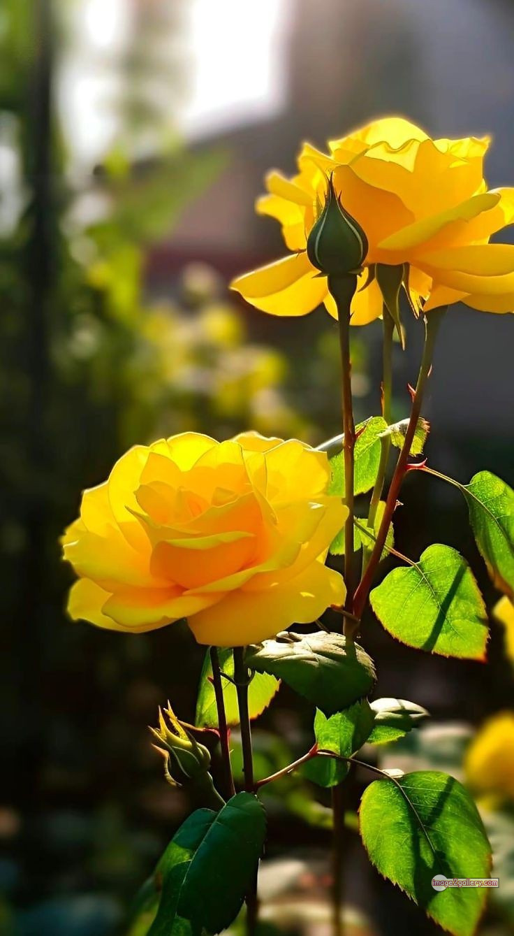 3300+ Beautiful Rose Flowers Image | Rose Flower HD Pic Download | 1095 yellow rose bouquets -(16)