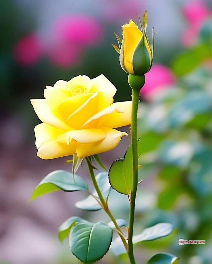 3300+ Beautiful Rose Flowers Image | Rose Flower HD Pic Download | 924 yellow rose bouquets -(17)