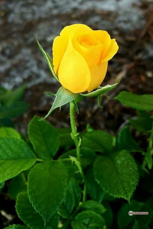 3300+ Beautiful Rose Flowers Image | Rose Flower HD Pic Download | 2518 yellow rose bouquets -(21)