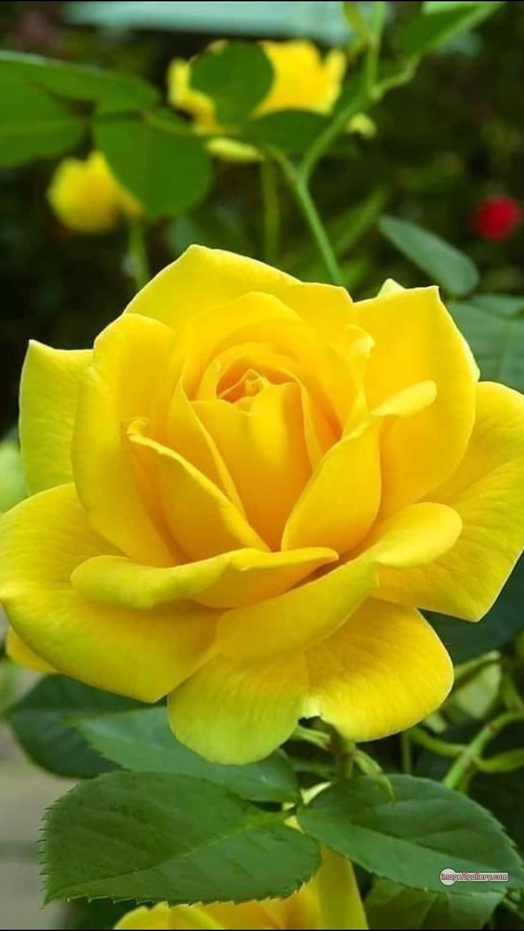 3300+ Beautiful Rose Flowers Image | Rose Flower HD Pic Download | 1553 yellow rose bouquets -(22)