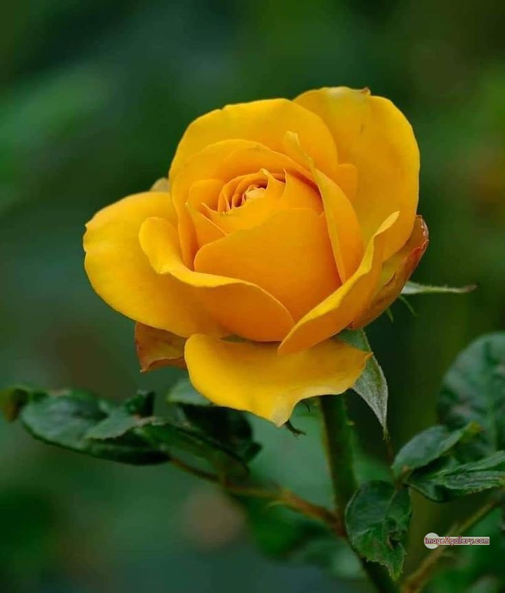 3300+ Beautiful Rose Flowers Image | Rose Flower HD Pic Download | 2765 yellow rose bouquets -(23)