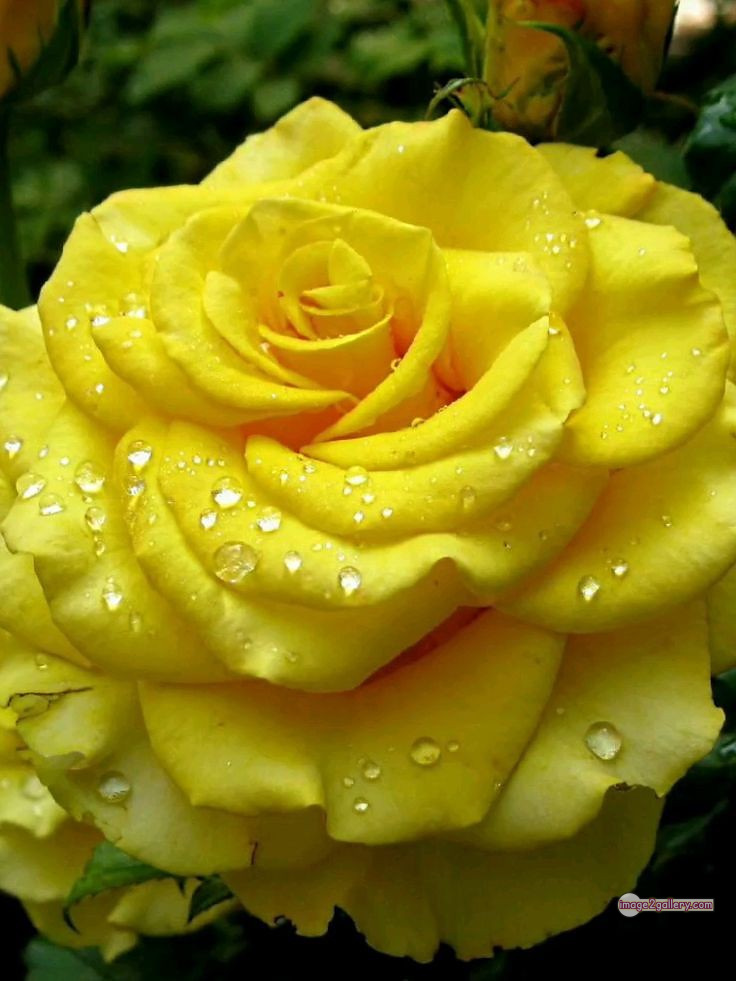 3300+ Beautiful Rose Flowers Image | Rose Flower HD Pic Download | 912 yellow rose bouquets -(3)