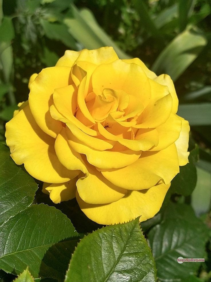 3300+ Beautiful Rose Flowers Image | Rose Flower HD Pic Download | 2763 yellow rose bouquets -(4)