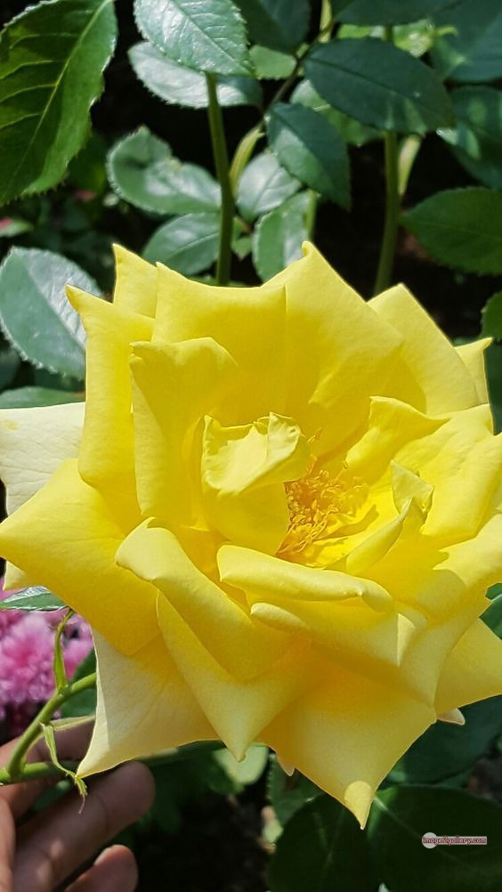 3300+ Beautiful Rose Flowers Image | Rose Flower HD Pic Download | 2764 yellow rose bouquets -(5)