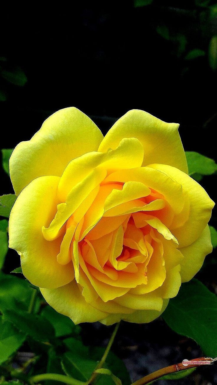 3300+ Beautiful Rose Flowers Image | Rose Flower HD Pic Download | 1058 yellow rose bouquets -(6)