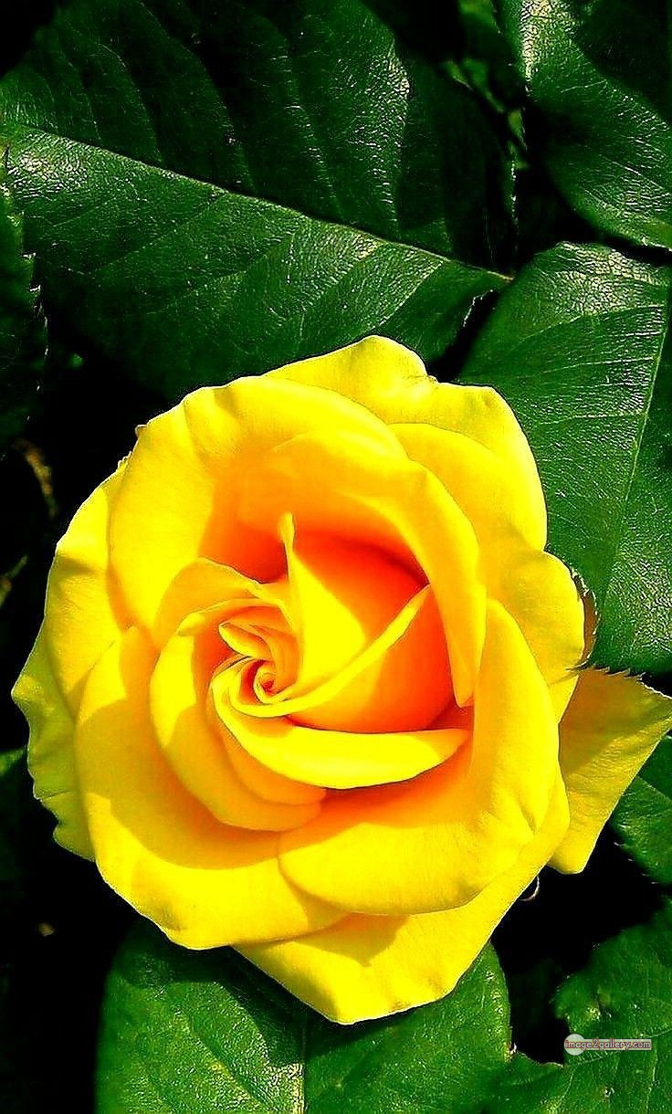 3300+ Beautiful Rose Flowers Image | Rose Flower HD Pic Download | 2678 yellow rose bouquets -(7)