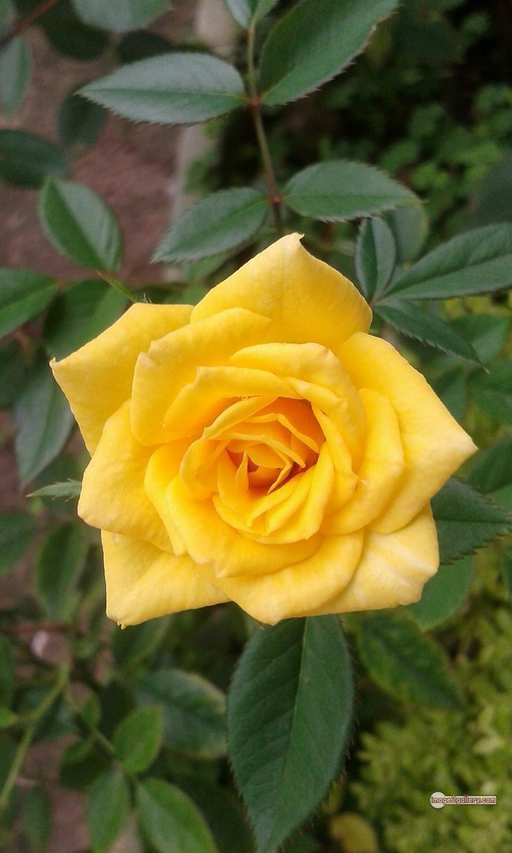 3300+ Beautiful Rose Flowers Image | Rose Flower HD Pic Download | 1131 yellow rose bouquets -(8)