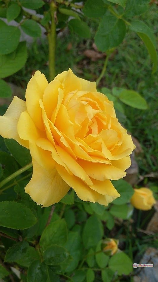 3300+ Beautiful Rose Flowers Image | Rose Flower HD Pic Download | 2676 yellow rose bouquets -(9)