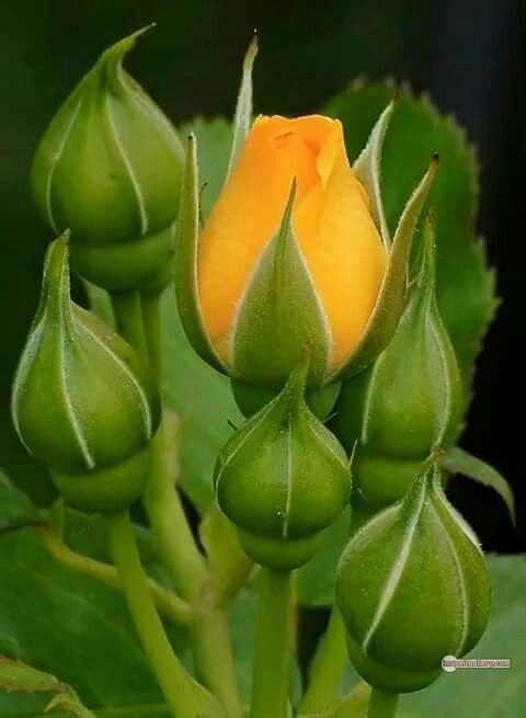 3300+ Beautiful Rose Flowers Image | Rose Flower HD Pic Download | 2314 yellow rose bushes -(10)