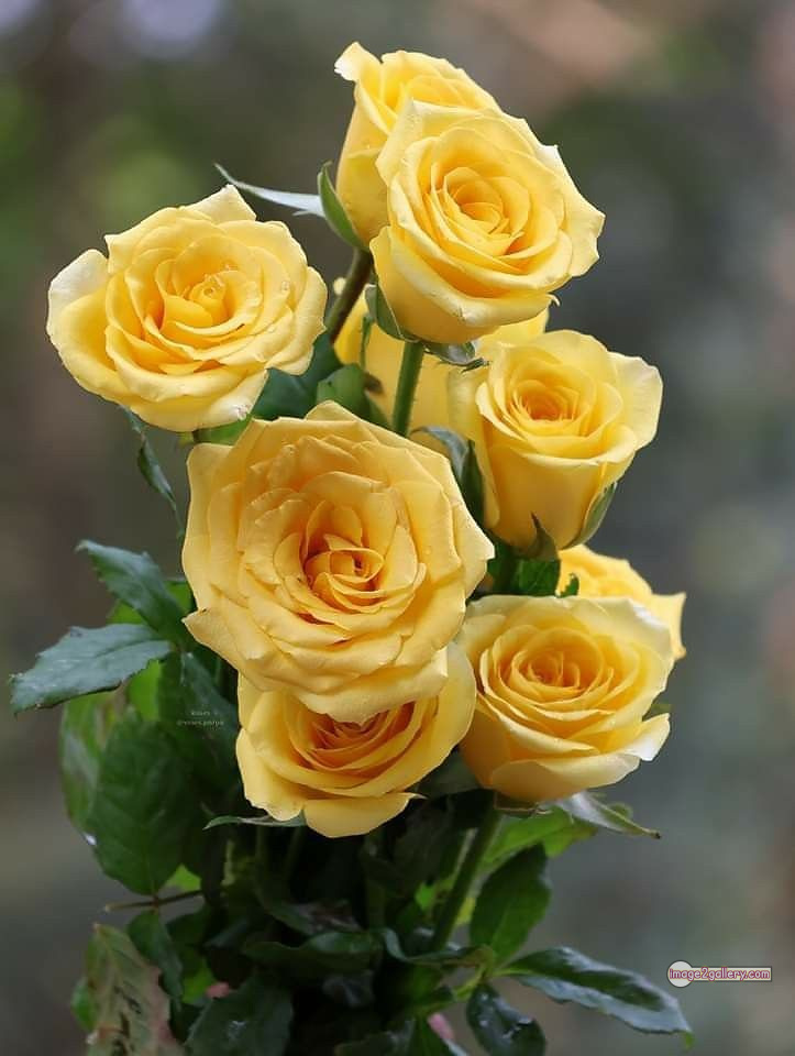 3300+ Beautiful Rose Flowers Image | Rose Flower HD Pic Download | 2218 yellow rose bushes -(12)