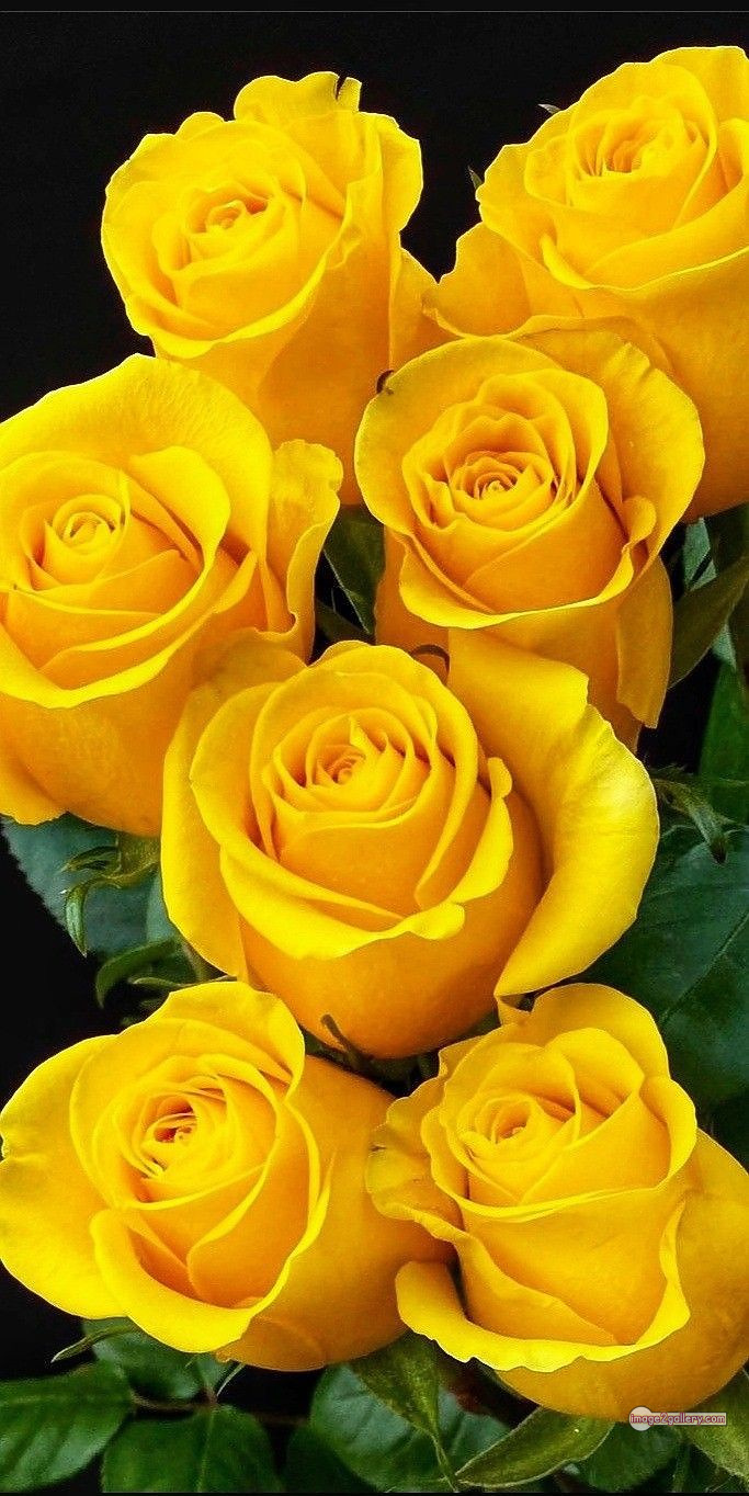 3300+ Beautiful Rose Flowers Image | Rose Flower HD Pic Download | 2447 yellow rose bushes -(7)