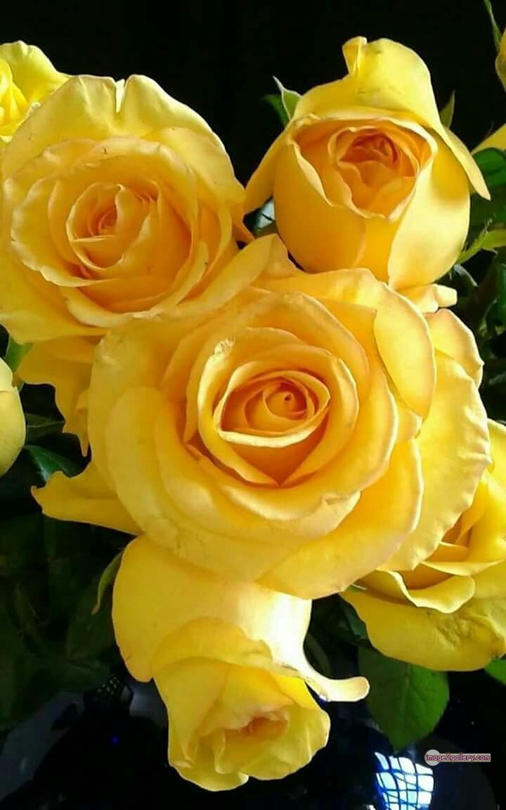 3300+ Beautiful Rose Flowers Image | Rose Flower HD Pic Download | 2468 yellow rose bushes -(8)