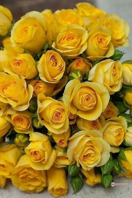 3300+ Beautiful Rose Flowers Image | Rose Flower HD Pic Download | 2467 yellow rose bushes -(9)