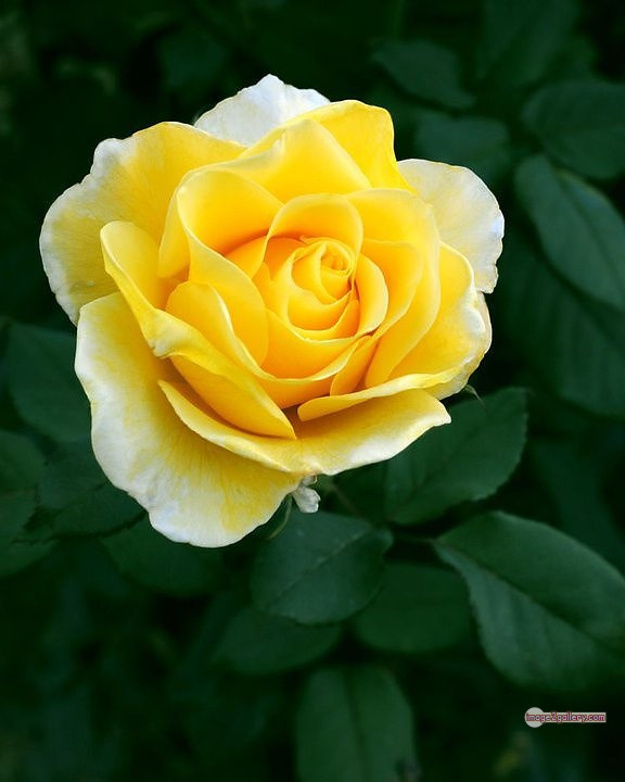 3300+ Beautiful Rose Flowers Image | Rose Flower HD Pic Download | 1164 yellow rose flower -
