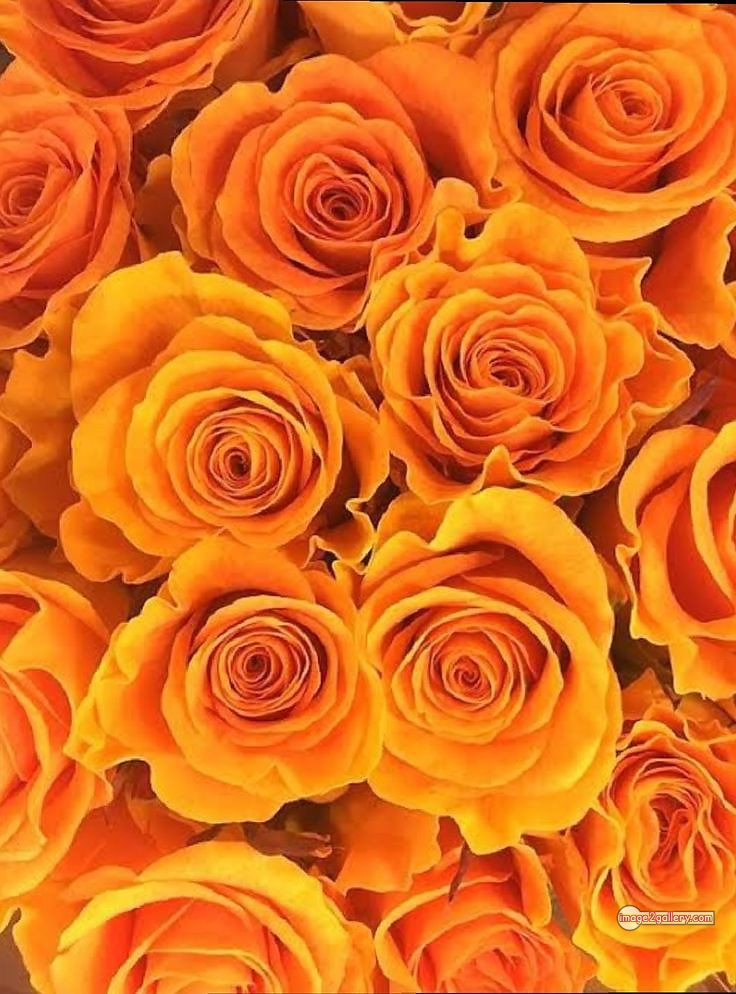 3300+ Beautiful Rose Flowers Image | Rose Flower HD Pic Download | 2761 yellow rose flower -(11)