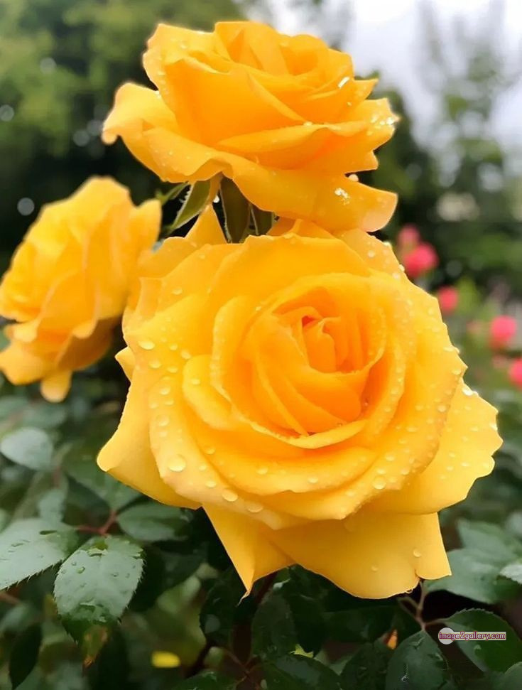 3300+ Beautiful Rose Flowers Image | Rose Flower HD Pic Download | 2762 yellow rose flower -(13)