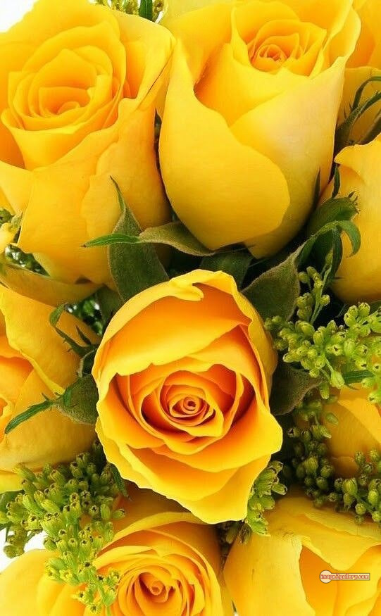 3300+ Beautiful Rose Flowers Image | Rose Flower HD Pic Download | 911 yellow rose flower -(18)