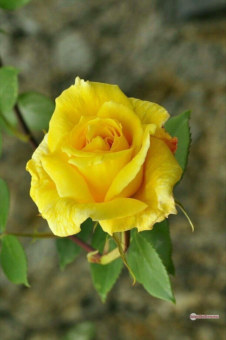 3300+ Beautiful Rose Flowers Image | Rose Flower HD Pic Download | 2636 yellow rose flower -(2)