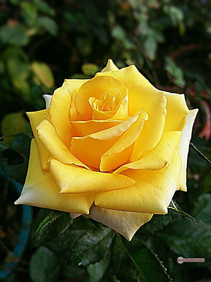 3300+ Beautiful Rose Flowers Image | Rose Flower HD Pic Download | 1117 yellow rose flower -(20)
