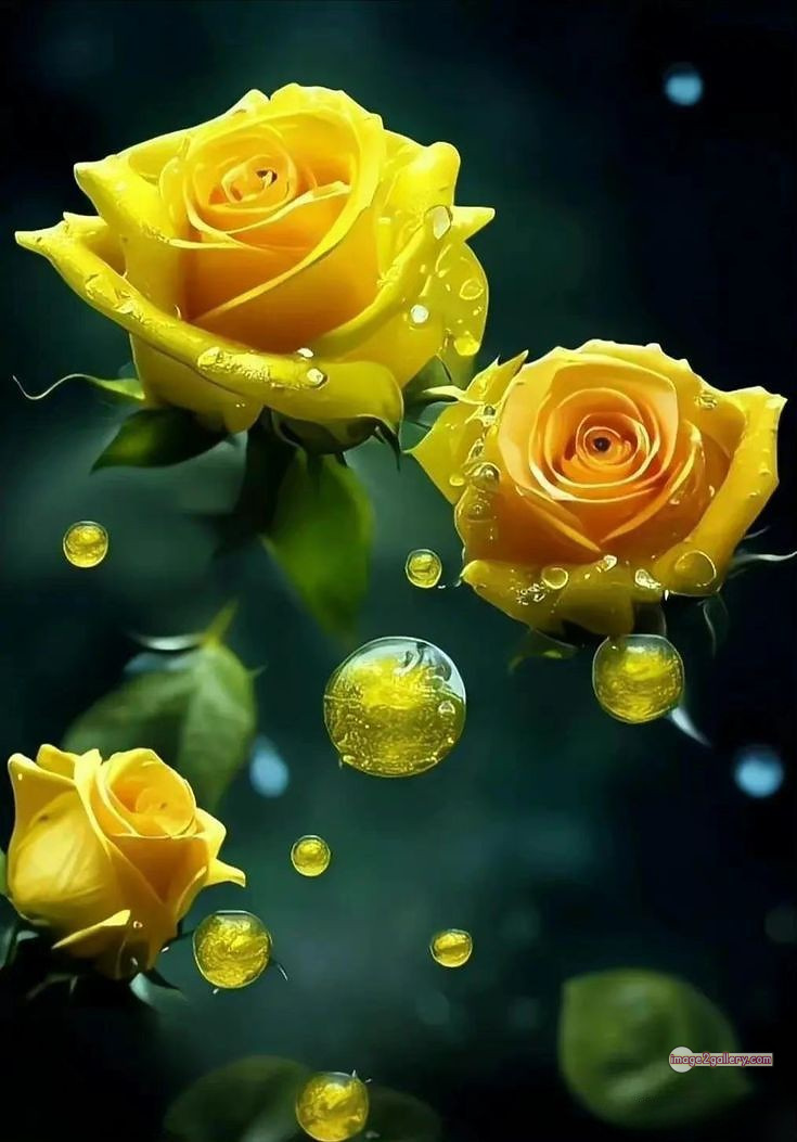 3300+ Beautiful Rose Flowers Image | Rose Flower HD Pic Download | 1116 yellow rose flower -(21)