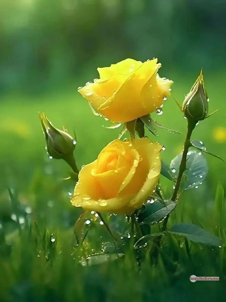 3300+ Beautiful Rose Flowers Image | Rose Flower HD Pic Download | 2600 yellow rose flower -(23)