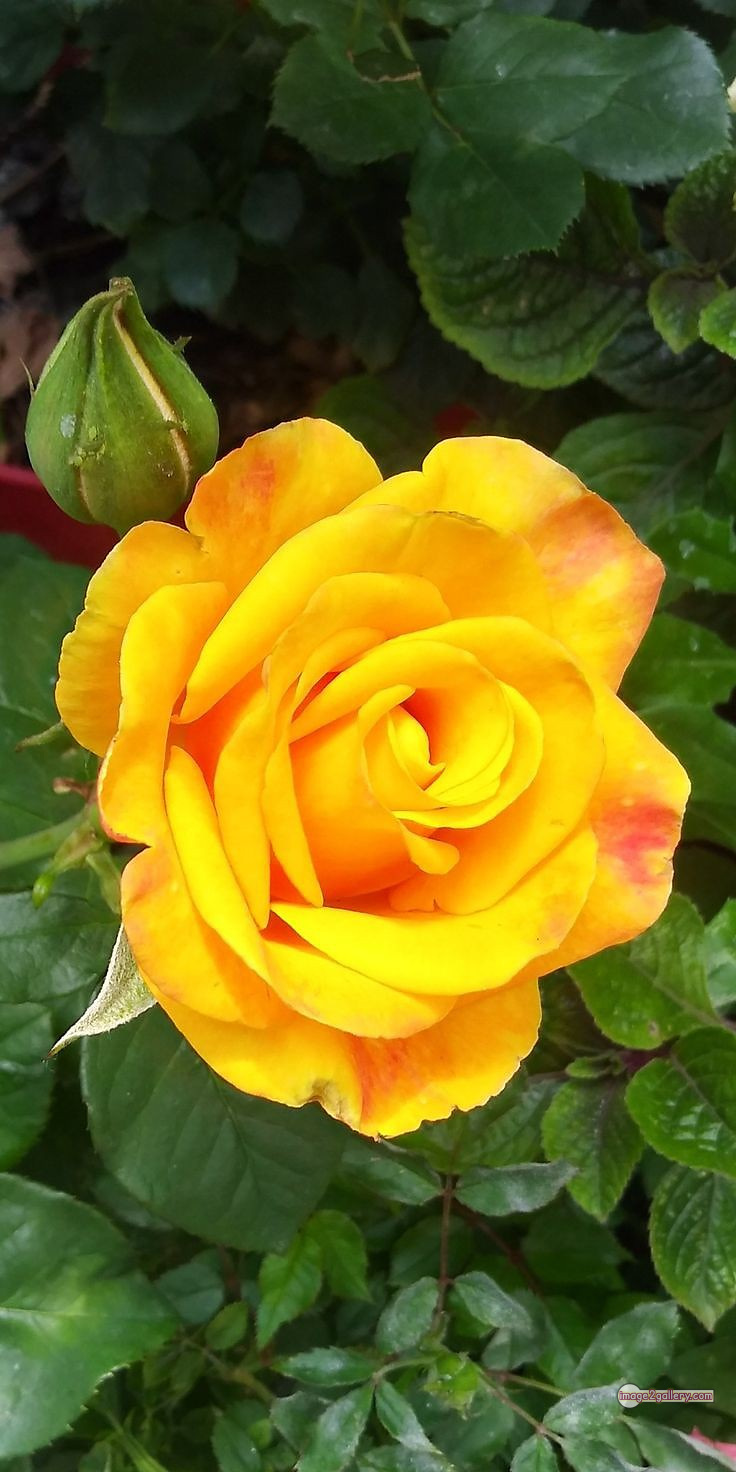 3300+ Beautiful Rose Flowers Image | Rose Flower HD Pic Download | 2598 yellow rose flower -(3)