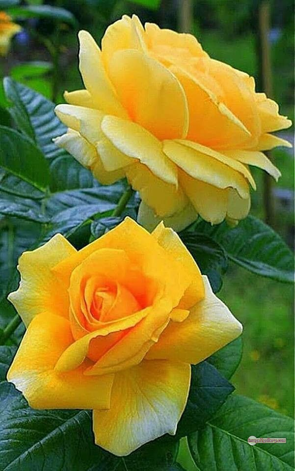 3300+ Beautiful Rose Flowers Image | Rose Flower HD Pic Download | 1003 yellow rose flower -(5)