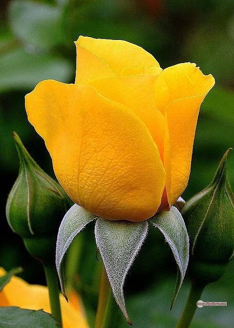 3300+ Beautiful Rose Flowers Image | Rose Flower HD Pic Download | 2597 yellow rose flower -(6)