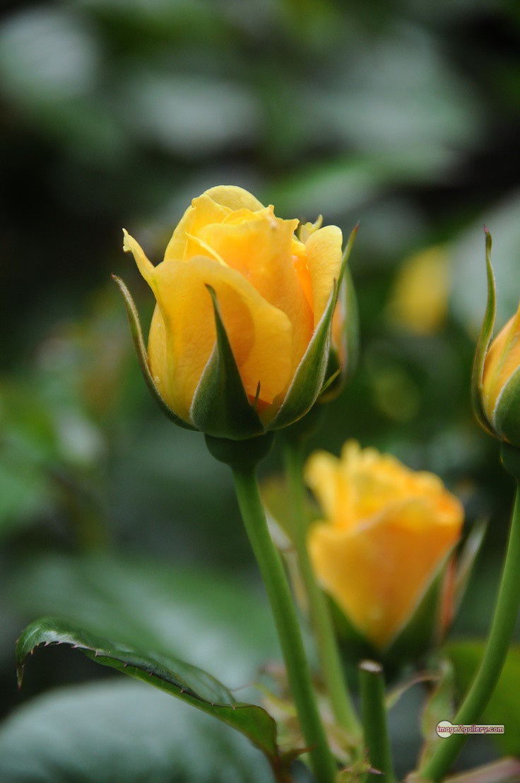 3300+ Beautiful Rose Flowers Image | Rose Flower HD Pic Download | 1001 yellow rose flower -(9)