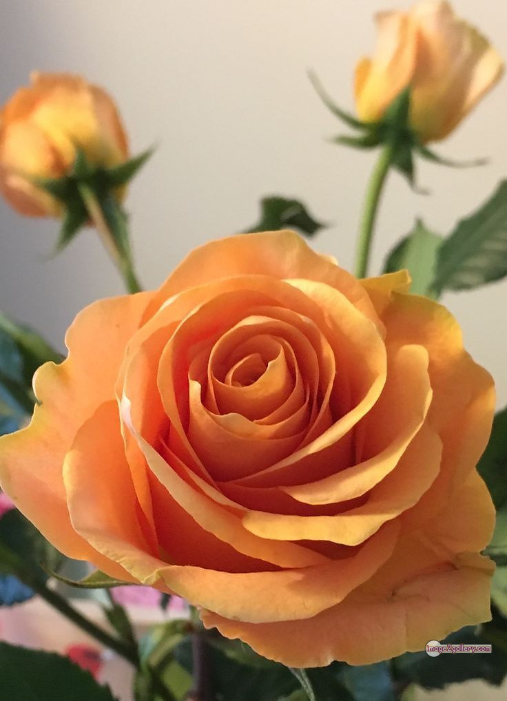 3300+ Beautiful Rose Flowers Image | Rose Flower HD Pic Download | 857 yellow rose images -(1)
