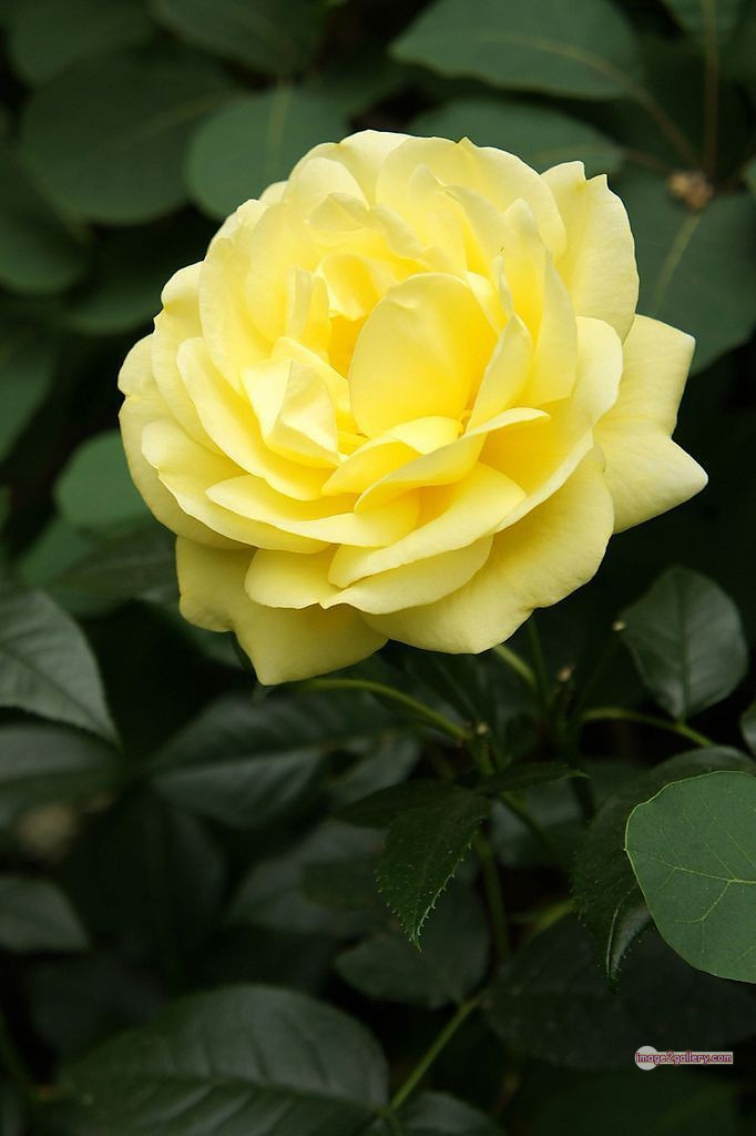 3300+ Beautiful Rose Flowers Image | Rose Flower HD Pic Download | 387 yellow rose images -(10)