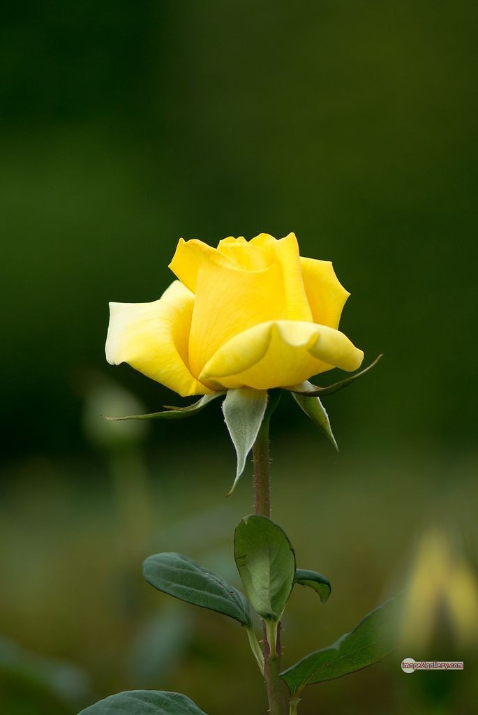 3300+ Beautiful Rose Flowers Image | Rose Flower HD Pic Download | 787 yellow rose images -(11)