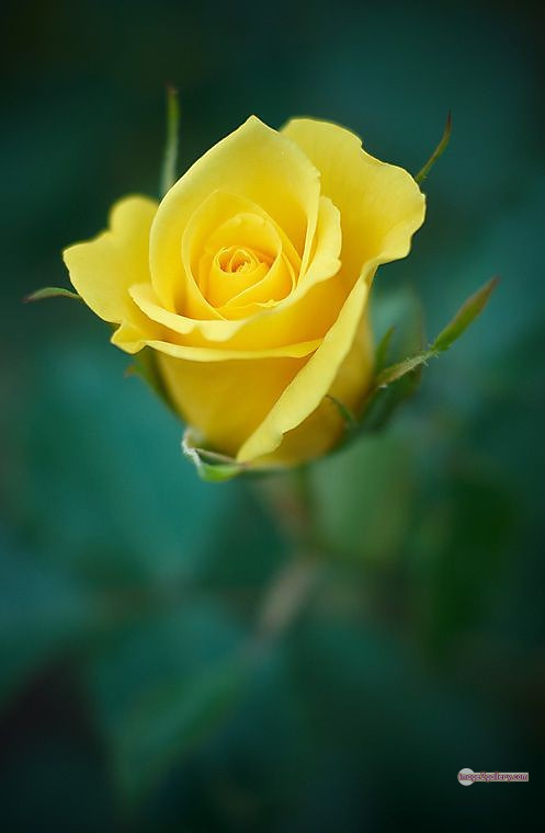 3300+ Beautiful Rose Flowers Image | Rose Flower HD Pic Download | 395 yellow rose images -(15)