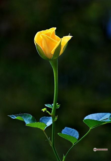 3300+ Beautiful Rose Flowers Image | Rose Flower HD Pic Download | 2788 yellow rose images -(16)