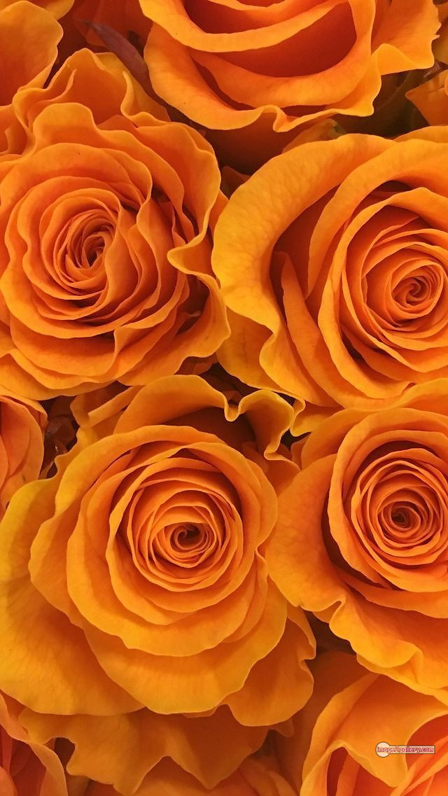 3300+ Beautiful Rose Flowers Image | Rose Flower HD Pic Download | 3099 yellow rose images -(18)
