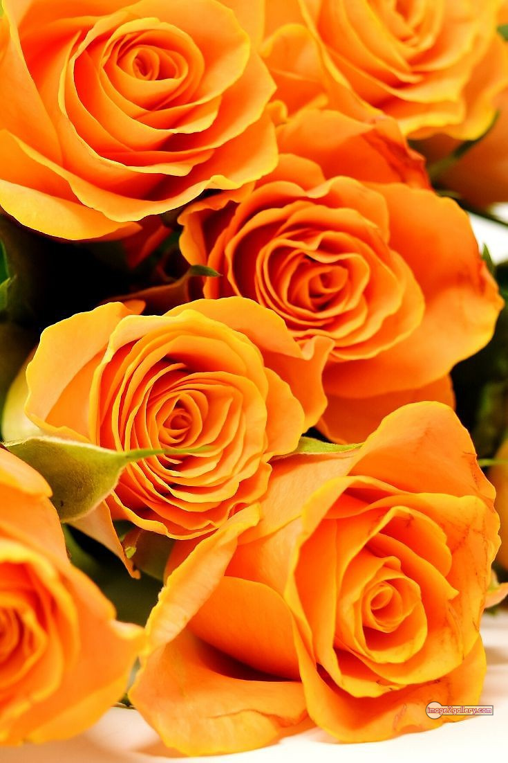 3300+ Beautiful Rose Flowers Image | Rose Flower HD Pic Download | 2602 yellow rose images -(19)