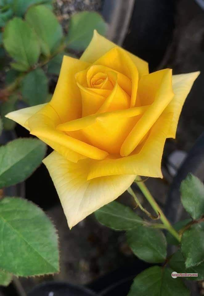 3300+ Beautiful Rose Flowers Image | Rose Flower HD Pic Download | 394 yellow rose images -(21)