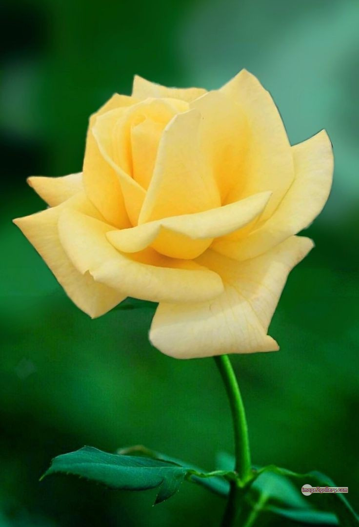 3300+ Beautiful Rose Flowers Image | Rose Flower HD Pic Download | 224 yellow rose images -(22)