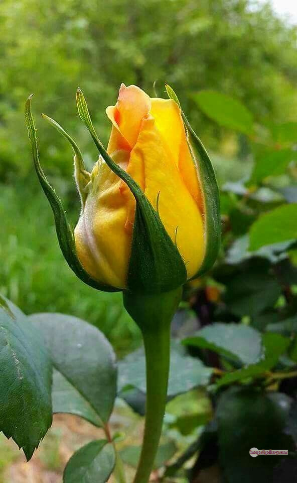 3300+ Beautiful Rose Flowers Image | Rose Flower HD Pic Download | 2789 yellow rose images -(3)