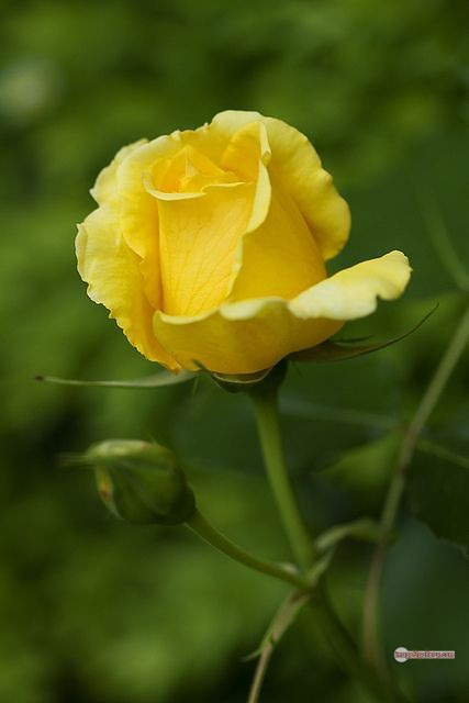 3300+ Beautiful Rose Flowers Image | Rose Flower HD Pic Download | 357 yellow rose images -(5)