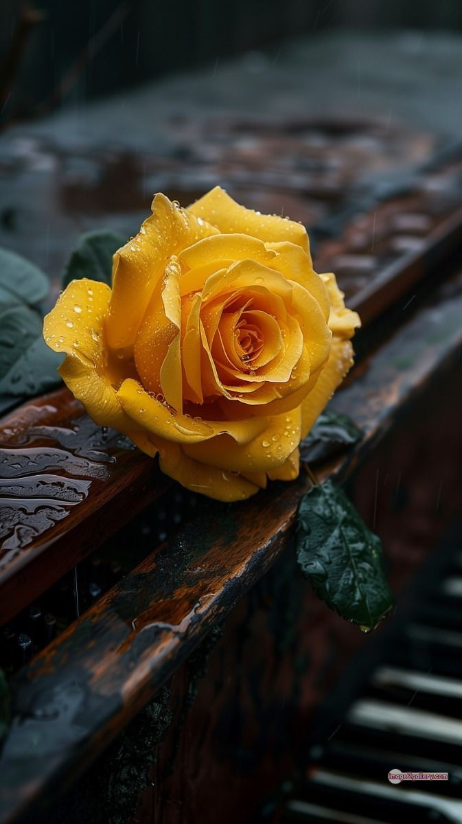 3300+ Beautiful Rose Flowers Image | Rose Flower HD Pic Download | 431 yellow rose photo -