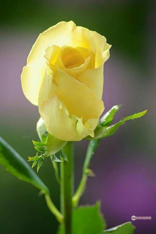 3300+ Beautiful Rose Flowers Image | Rose Flower HD Pic Download | 216 yellow rose photo -(1)