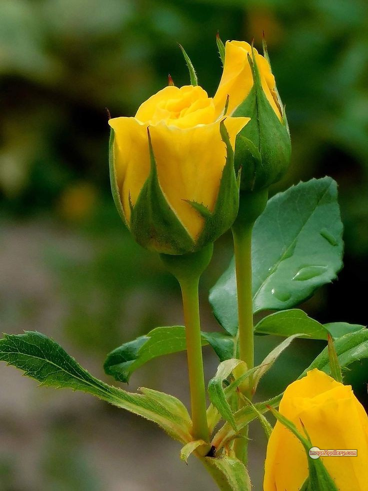 3300+ Beautiful Rose Flowers Image | Rose Flower HD Pic Download | 2782 yellow rose photo -(10)