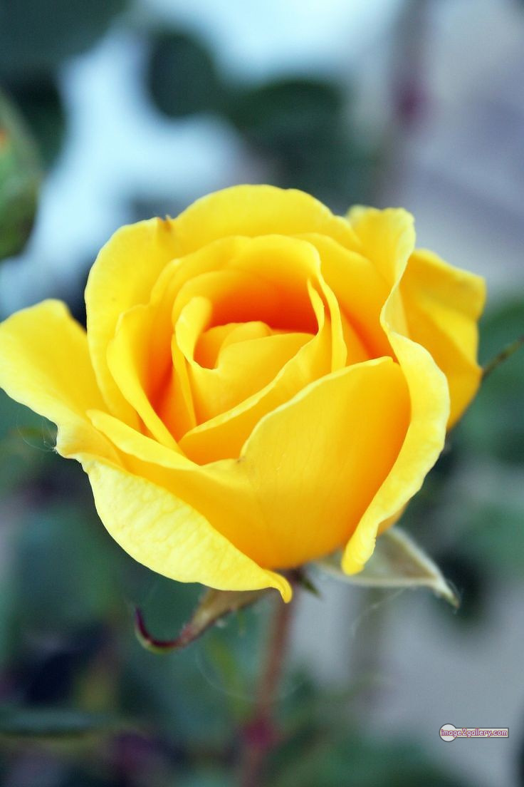 3300+ Beautiful Rose Flowers Image | Rose Flower HD Pic Download | 103 yellow rose photo -(11)