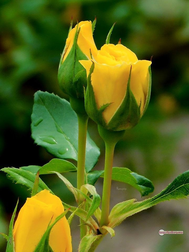 3300+ Beautiful Rose Flowers Image | Rose Flower HD Pic Download | 53 yellow rose photo -(12)