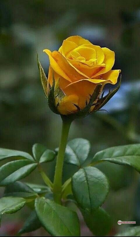 3300+ Beautiful Rose Flowers Image | Rose Flower HD Pic Download | 1656 yellow rose photo -(13)