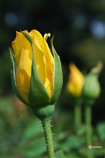 3300+ Beautiful Rose Flowers Image | Rose Flower HD Pic Download | 2781 yellow rose photo -(14)