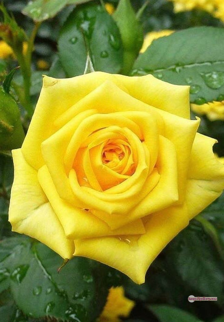 3300+ Beautiful Rose Flowers Image | Rose Flower HD Pic Download | 304 yellow rose photo -(15)