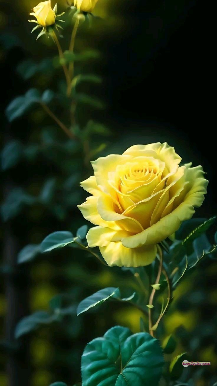 3300+ Beautiful Rose Flowers Image | Rose Flower HD Pic Download | 1449 yellow rose photo -(4)